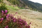 58 Erica in fiore con vista sui prati fioriti della Pigolotta